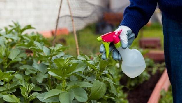 jabon-potasico-lucha-contra-plagas|jabon-potasico-arañuela-roja|jabon-potasico-pulgon